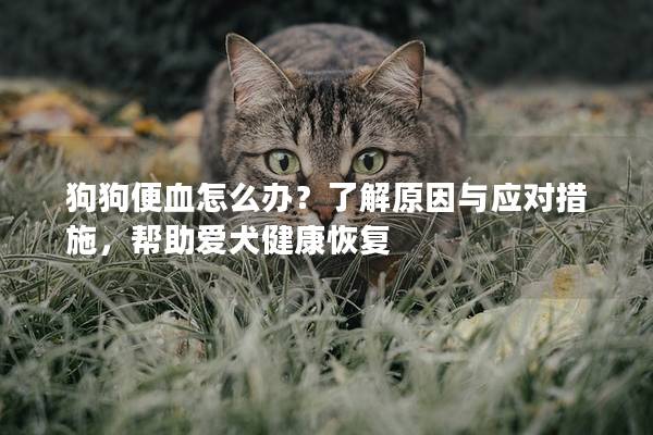 狗狗便血怎么办？了解原因与应对措施，帮助爱犬健康恢复