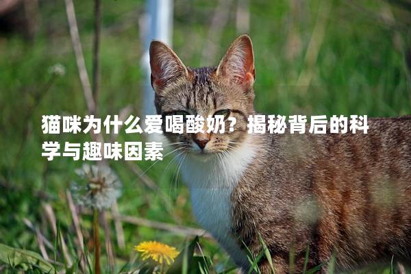 猫咪为什么爱喝酸奶？揭秘背后的科学与趣味因素