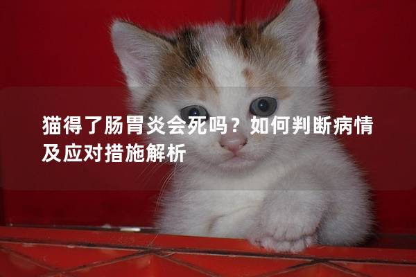 猫得了肠胃炎会死吗？如何判断病情及应对措施解析