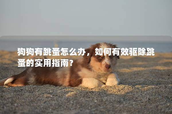 狗狗有跳蚤怎么办，如何有效驱除跳蚤的实用指南？