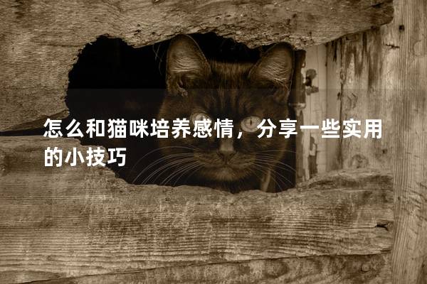 怎么和猫咪培养感情，分享一些实用的小技巧