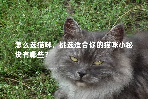 怎么选猫咪，挑选适合你的猫咪小秘诀有哪些？