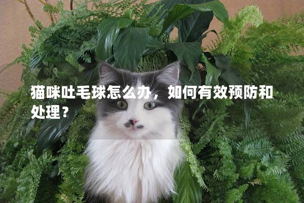 猫咪吐毛球怎么办，如何有效预防和处理？