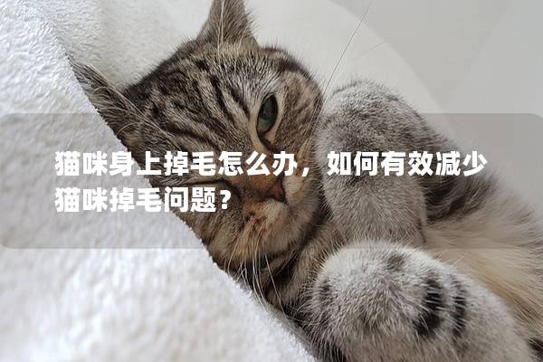 猫咪身上掉毛怎么办，如何有效减少猫咪掉毛问题？