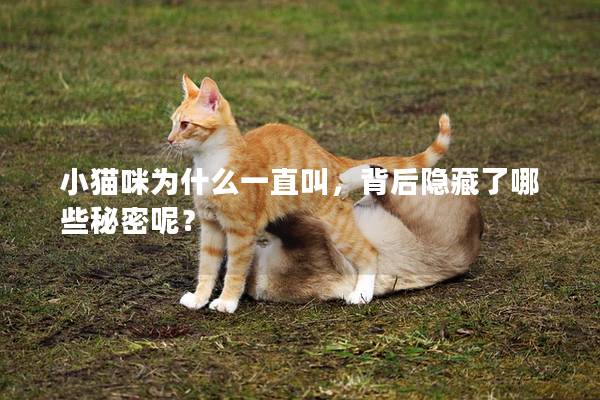 小猫咪为什么一直叫，背后隐藏了哪些秘密呢？