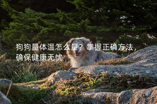 狗狗量体温怎么量？掌握正确方法，确保健康无忧