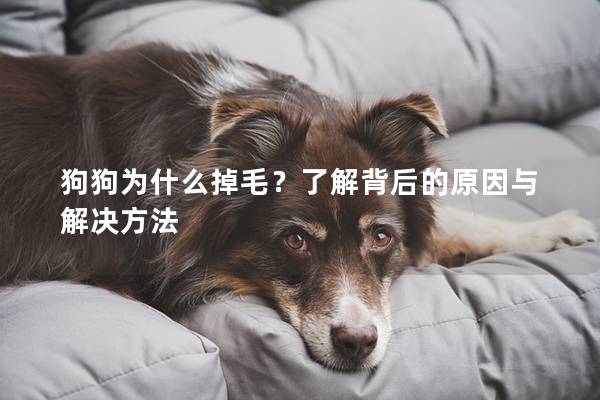 狗狗为什么掉毛？了解背后的原因与解决方法