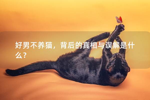 好男不养猫，背后的真相与误解是什么？