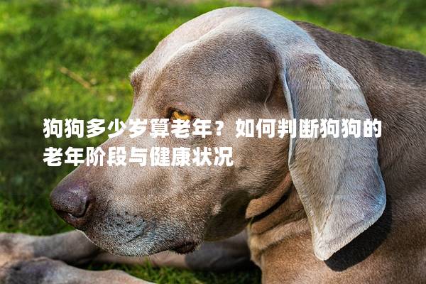 狗狗多少岁算老年？如何判断狗狗的老年阶段与健康状况