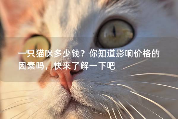 一只猫咪多少钱？你知道影响价格的因素吗，快来了解一下吧