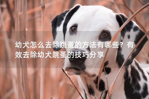 幼犬怎么去除跳蚤的方法有哪些？有效去除幼犬跳蚤的技巧分享