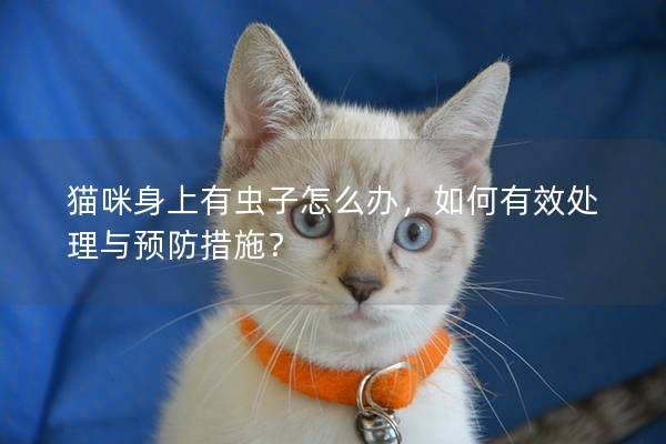 猫咪身上有虫子怎么办，如何有效处理与预防措施？