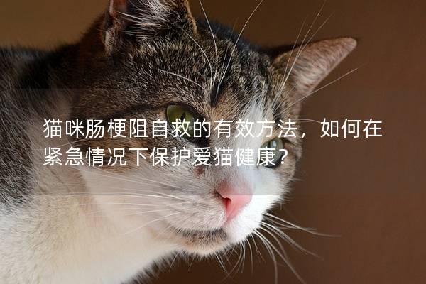 猫咪肠梗阻自救的有效方法，如何在紧急情况下保护爱猫健康？