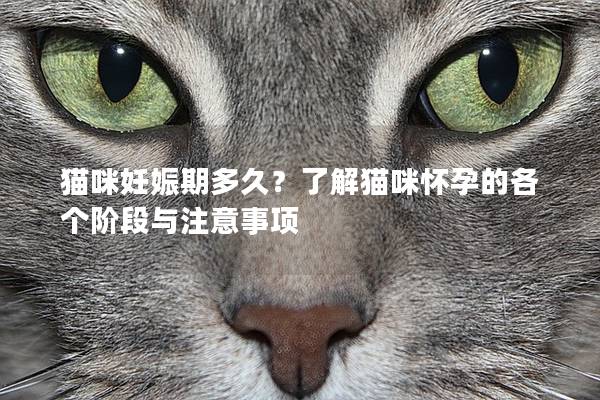 猫咪妊娠期多久？了解猫咪怀孕的各个阶段与注意事项