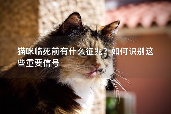 猫咪临死前有什么征兆？如何识别这些重要信号