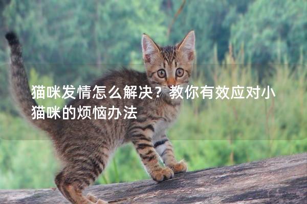 猫咪发情怎么解决？教你有效应对小猫咪的烦恼办法