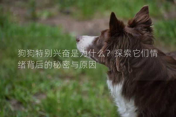 狗狗特别兴奋是为什么？探索它们情绪背后的秘密与原因