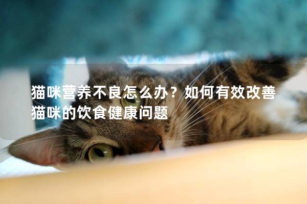 猫咪营养不良怎么办？如何有效改善猫咪的饮食健康问题