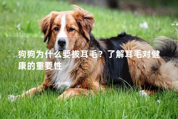 狗狗为什么要拔耳毛？了解耳毛对健康的重要性