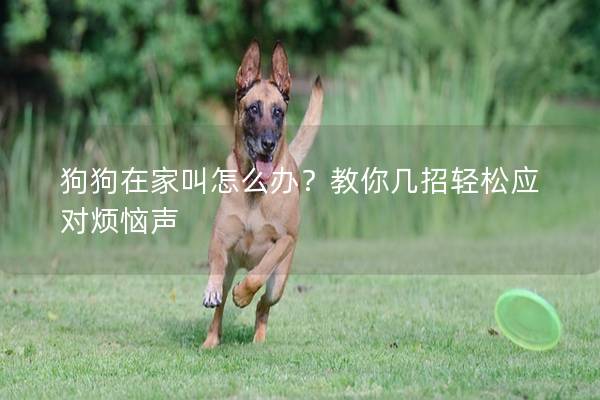 狗狗在家叫怎么办？教你几招轻松应对烦恼声