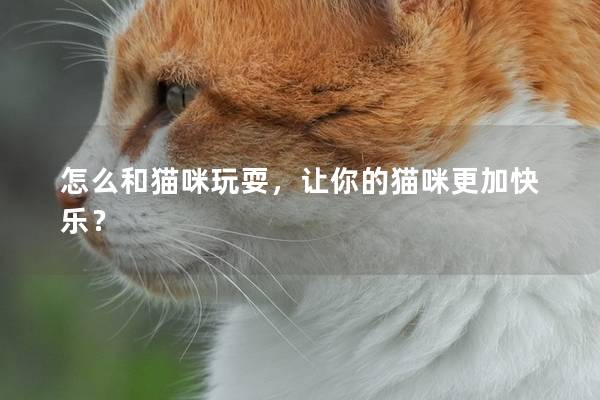 怎么和猫咪玩耍，让你的猫咪更加快乐？