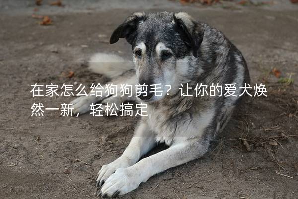 在家怎么给狗狗剪毛？让你的爱犬焕然一新，轻松搞定