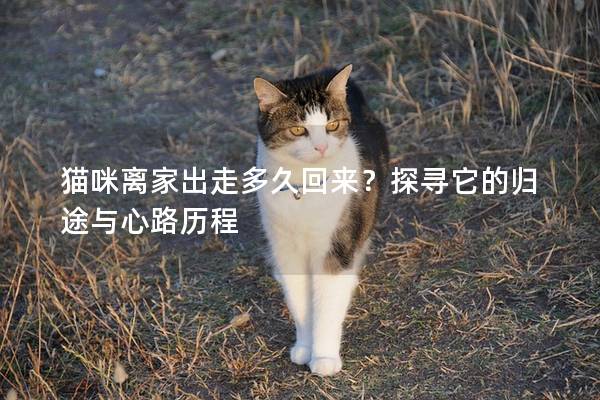 猫咪离家出走多久回来？探寻它的归途与心路历程