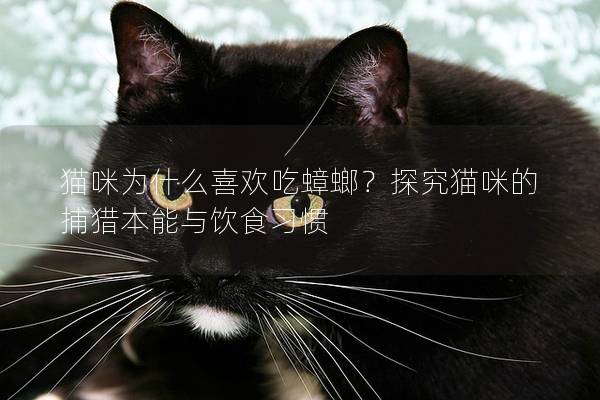 猫咪为什么喜欢吃蟑螂？探究猫咪的捕猎本能与饮食习惯