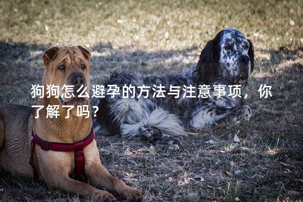 狗狗怎么避孕的方法与注意事项，你了解了吗？