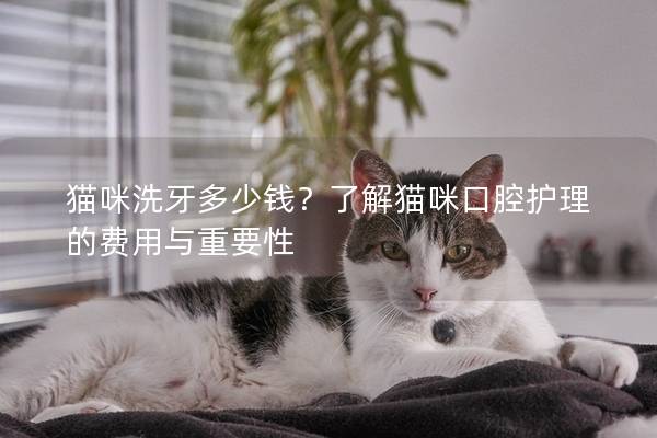 猫咪洗牙多少钱？了解猫咪口腔护理的费用与重要性