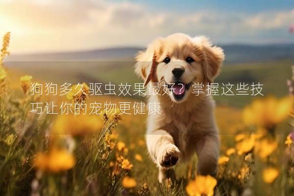 狗狗多久驱虫效果最好？掌握这些技巧让你的宠物更健康