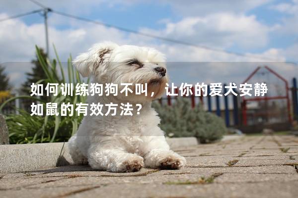 如何训练狗狗不叫，让你的爱犬安静如鼠的有效方法？