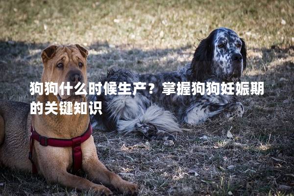 狗狗什么时候生产？掌握狗狗妊娠期的关键知识