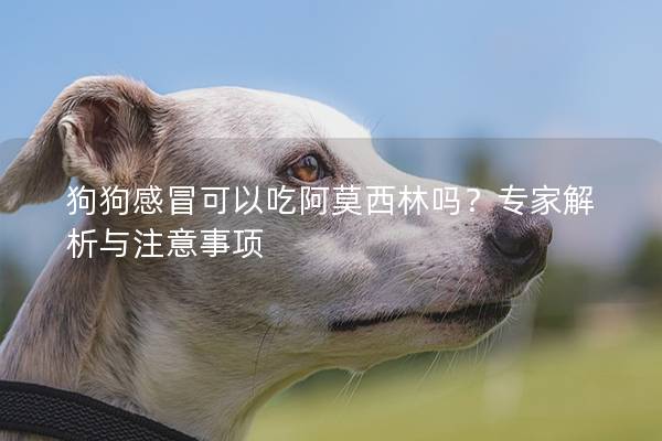 狗狗感冒可以吃阿莫西林吗？专家解析与注意事项