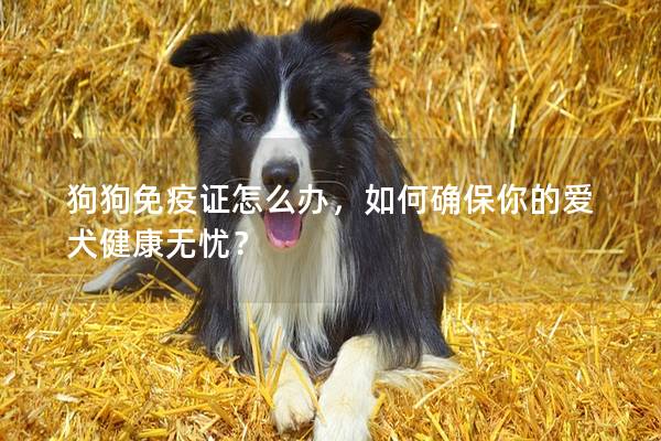 狗狗免疫证怎么办，如何确保你的爱犬健康无忧？