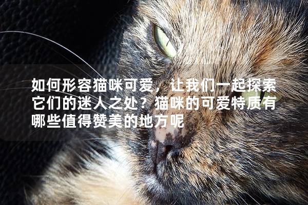 如何形容猫咪可爱，让我们一起探索它们的迷人之处？猫咪的可爱特质有哪些值得赞美的地方呢