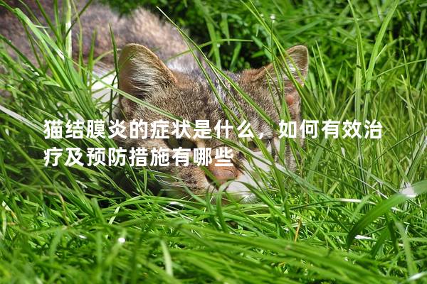 猫结膜炎的症状是什么，如何有效治疗及预防措施有哪些