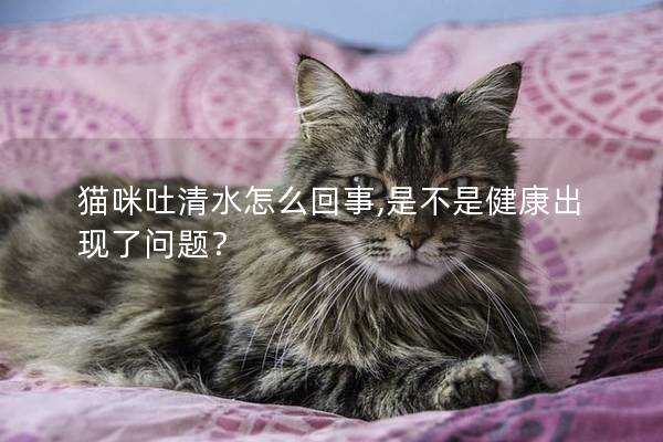 猫咪吐清水怎么回事,是不是健康出现了问题？