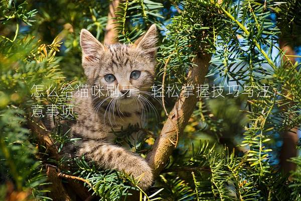 怎么给猫咪刷牙，轻松掌握技巧与注意事项