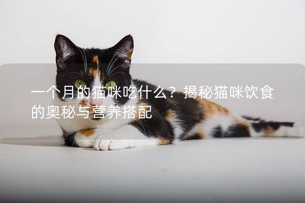 一个月的猫咪吃什么？揭秘猫咪饮食的奥秘与营养搭配