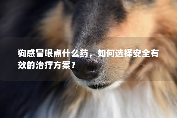 狗感冒喂点什么药，如何选择安全有效的治疗方案？