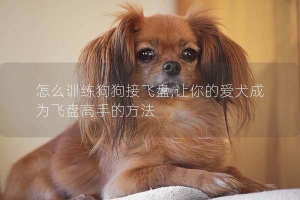 怎么训练狗狗接飞盘,让你的爱犬成为飞盘高手的方法