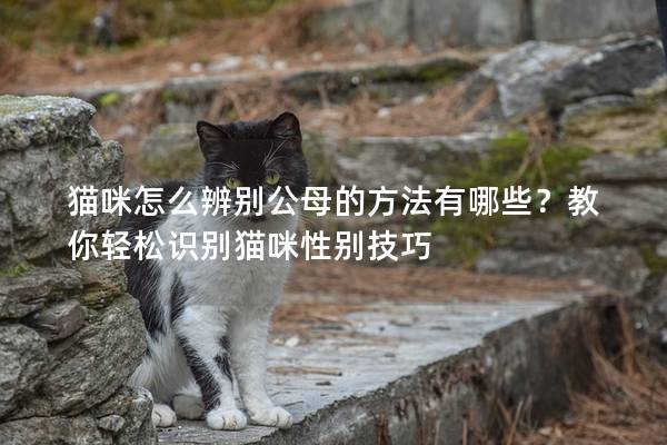 猫咪怎么辨别公母的方法有哪些？教你轻松识别猫咪性别技巧