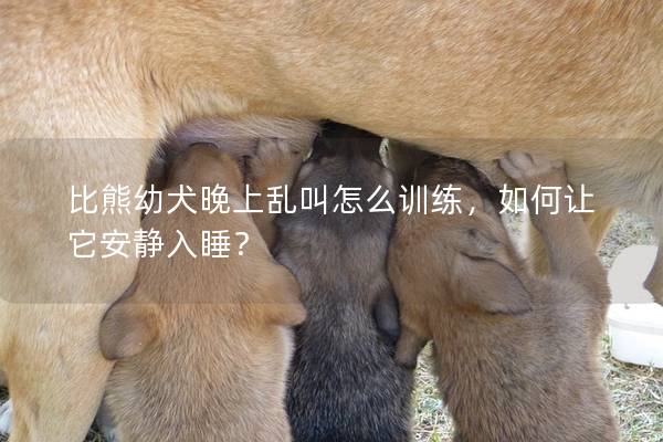 比熊幼犬晚上乱叫怎么训练，如何让它安静入睡？