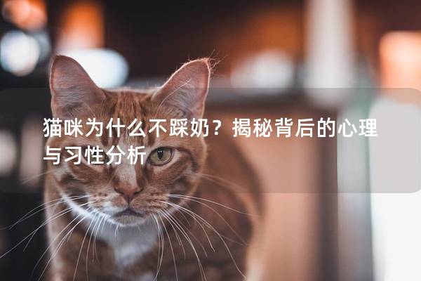 猫咪为什么不踩奶？揭秘背后的心理与习性分析