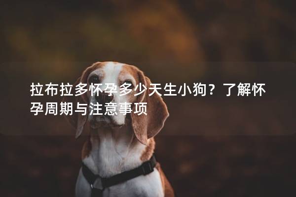 拉布拉多怀孕多少天生小狗？了解怀孕周期与注意事项