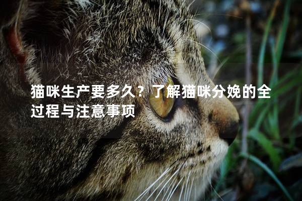 猫咪生产要多久？了解猫咪分娩的全过程与注意事项