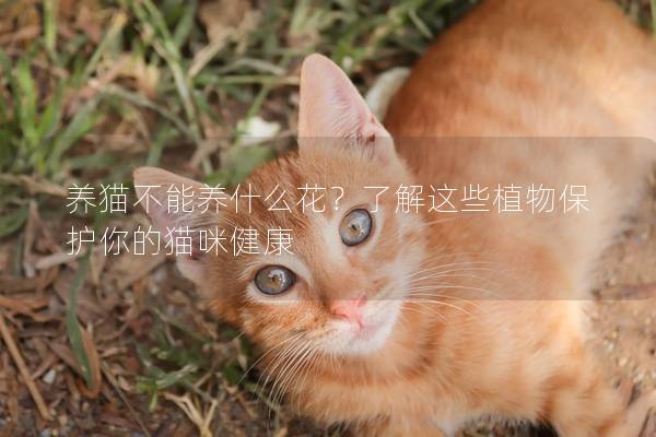 养猫不能养什么花？了解这些植物保护你的猫咪健康