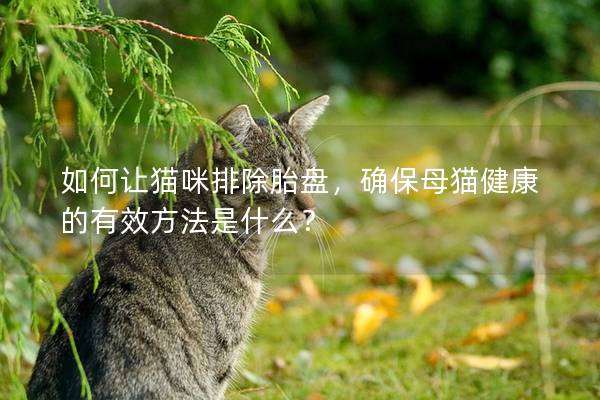 如何让猫咪排除胎盘，确保母猫健康的有效方法是什么？