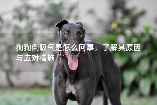 狗狗倒吸气是怎么回事，了解其原因与应对措施